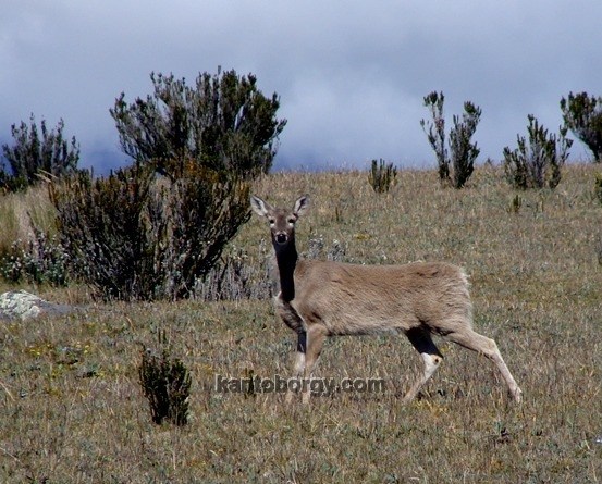 Odocoileus image