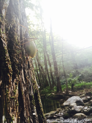 Pterophylla beltrani