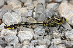 Phanogomphus sandrius