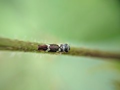 Macugonalia leucomelas