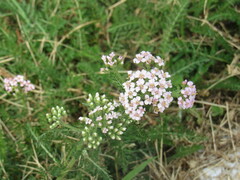 Achillea millefolium image