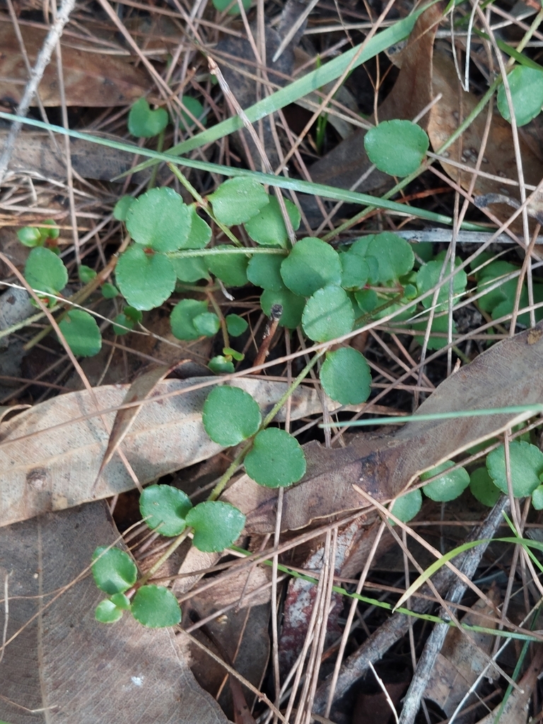 creeping raspwort from Berowra NSW 2081, Australia on July 15, 2023 at ...