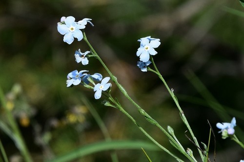 Amblynotus rupestris