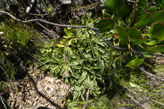 Mairia purpurata