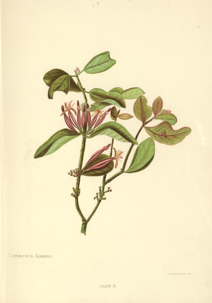 Trilepidea