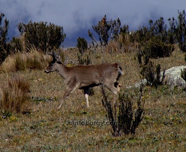 Cervidae image