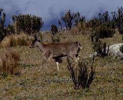 Odocoileus virginianus ustus