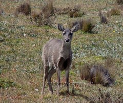 Odocoileus virginianus ustus