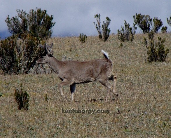 Odocoileus image