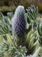 Lupinus nubigenus