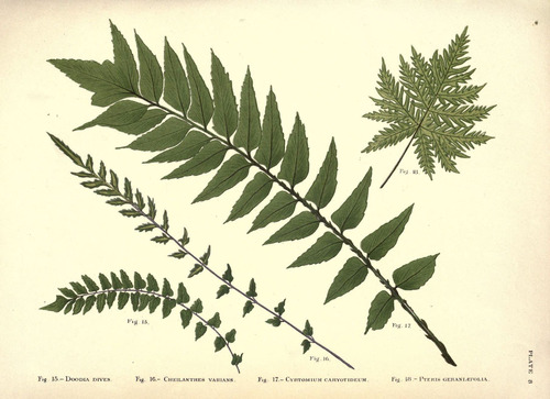 Hemionitis belangeri