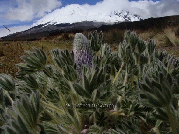 Lupinus nubigenus image