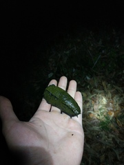 Anadenidae