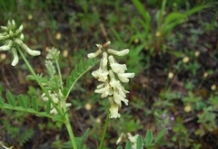 Astragalus neglectus