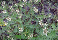 Astragalus neglectus
