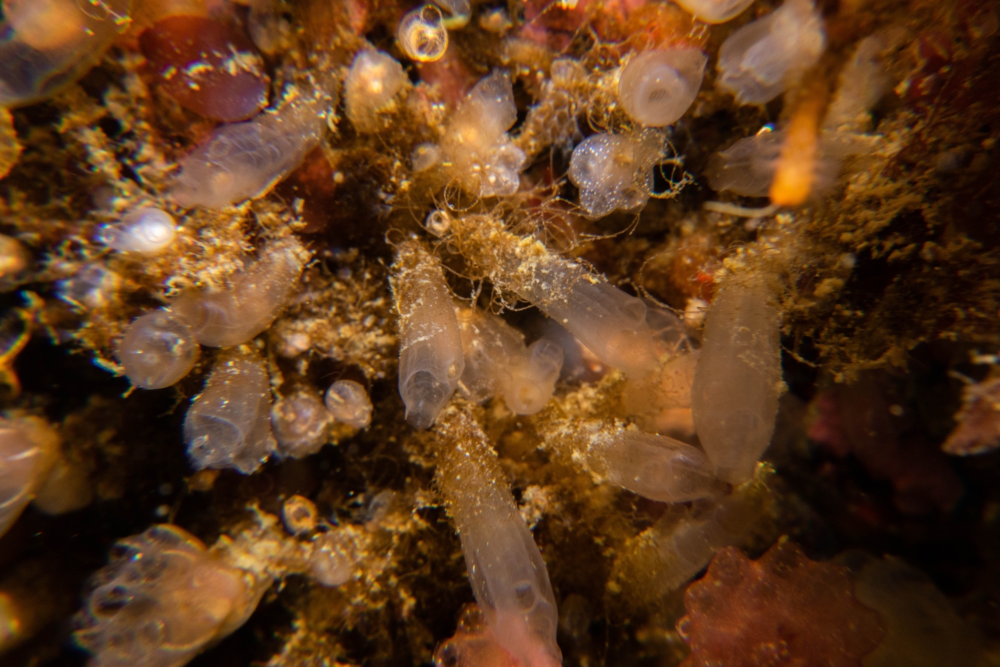 Euherdmania claviformis (Ritter, 1903)