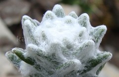 Lasiocephalus ovatus