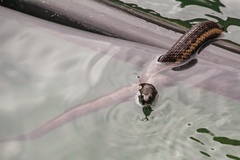 Thamnophis validus celaeno