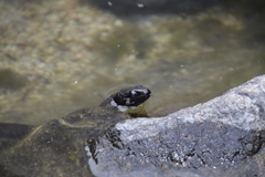 Thamnophis validus celaeno