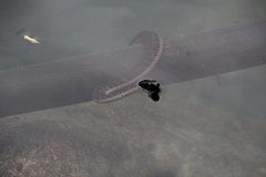 Thamnophis validus celaeno