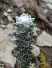 Lasiocephalus ovatus