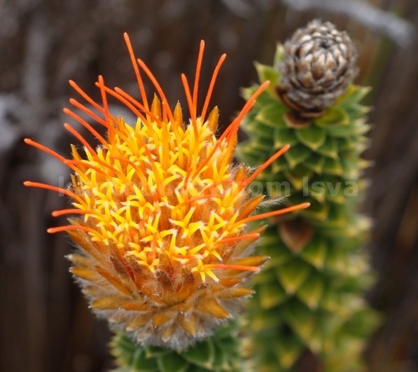 Chuquiraga jussieui image