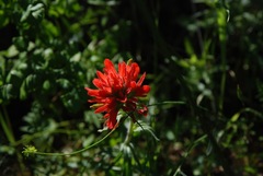 Castilleja affinis