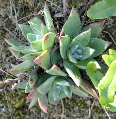 Dudleya farinosa