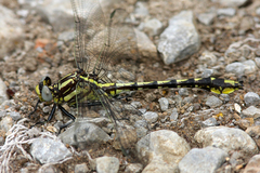 Phanogomphus sandrius