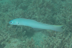 Ptereleotris microlepis