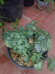 Fittonia