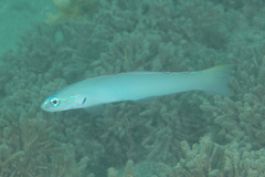 Ptereleotris microlepis