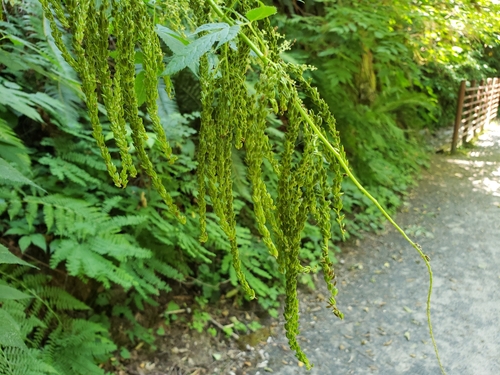 Aruncus dioicus