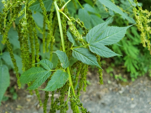 Aruncus dioicus
