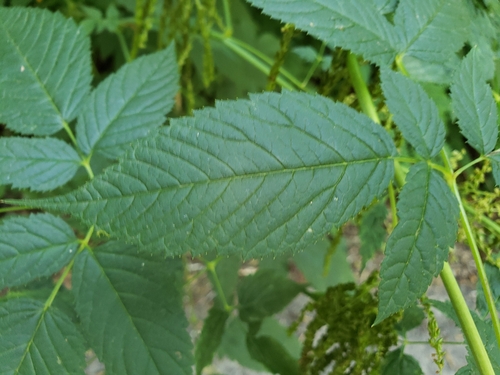 Aruncus dioicus