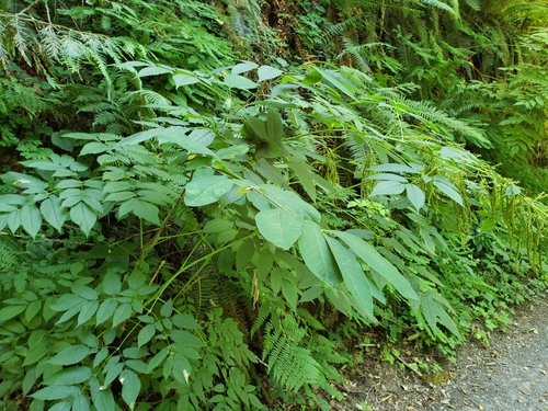 Aruncus dioicus