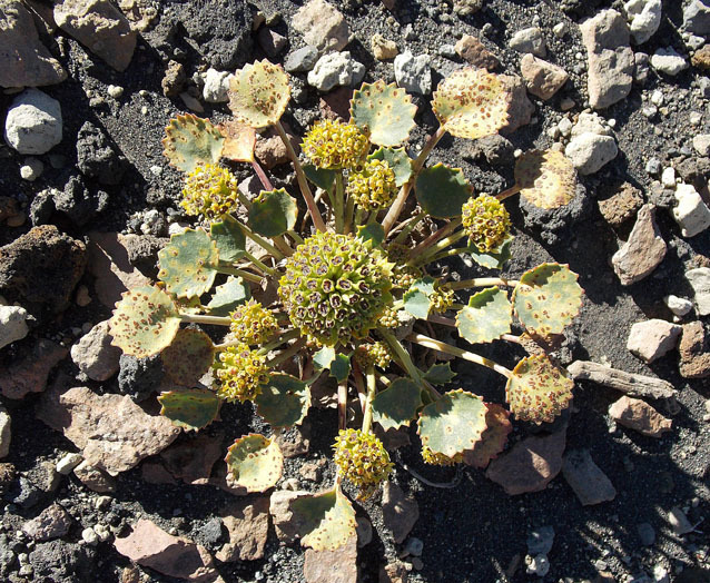 Pozoa volcanica