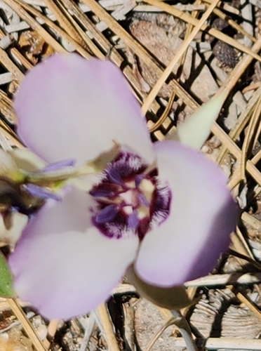 Image of Calochortus invenustus by no rights reserved