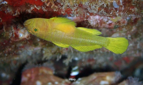 Priolepis, 2023-06-03