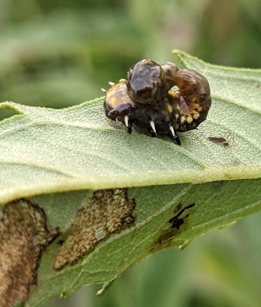 Sunflower Tortoise Beetle from Lime Springs, IA 52155, USA on July 14