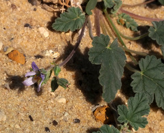 Erodium oxyrhynchum