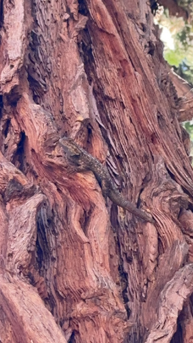 iNaturalist observation photo of Western Fence Lizard