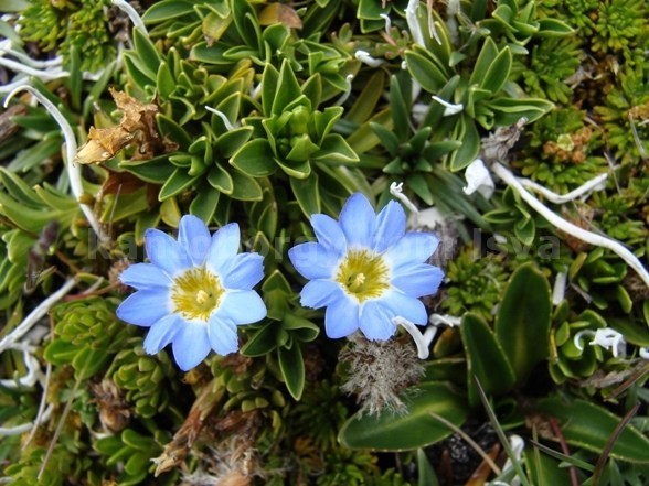 Gentiana sedifolia image