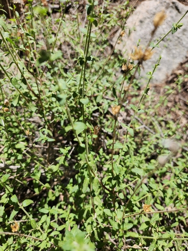 Image of Keckiella rothrockii by no rights reserved