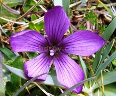 Gentianella cerastioides