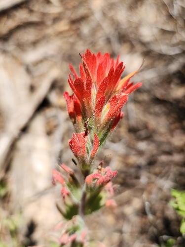 Image of Castilleja martini by no rights reserved