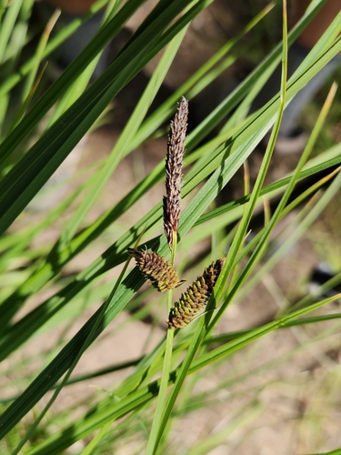 Image of Carex senta by no rights reserved