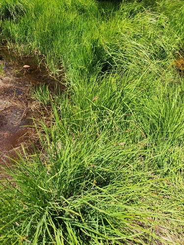 Image of Carex senta by no rights reserved