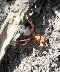 Formica integroides