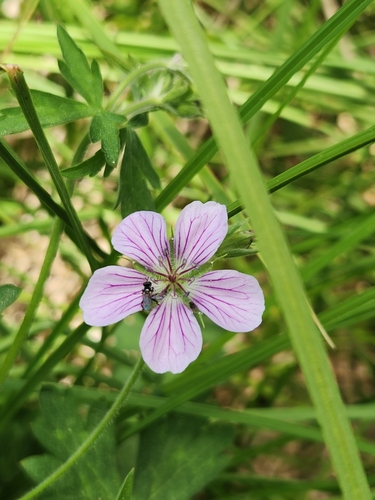 Image of Geranium californicum by no rights reserved